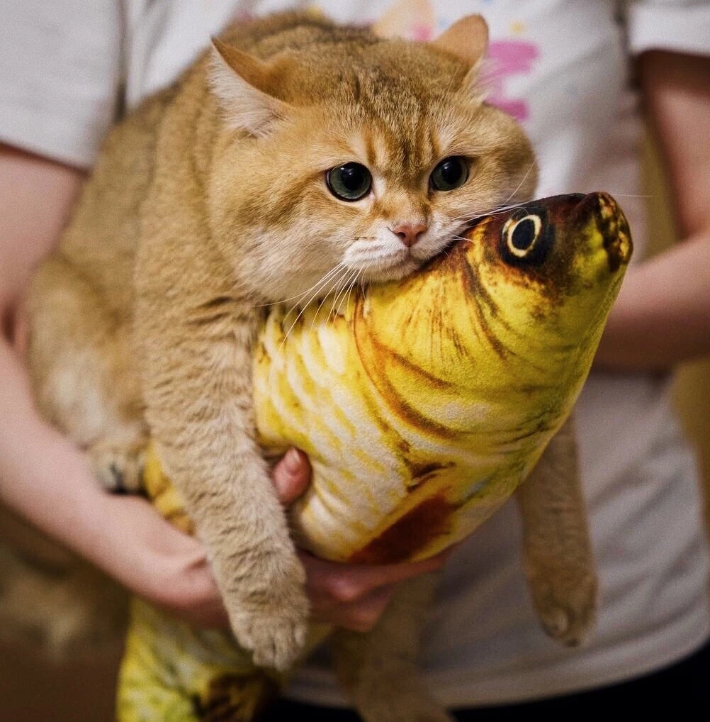 FLIPPY FISHY CAT TOY