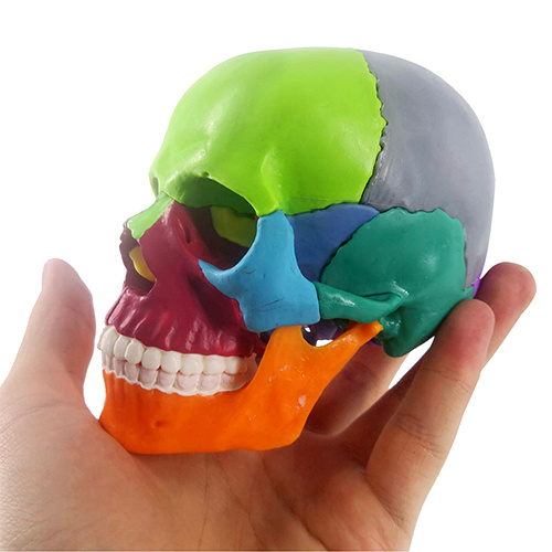 Mini Human Skull Model