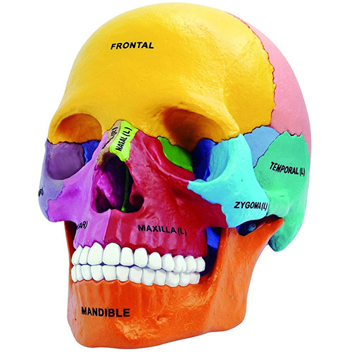 Mini Human Skull Model